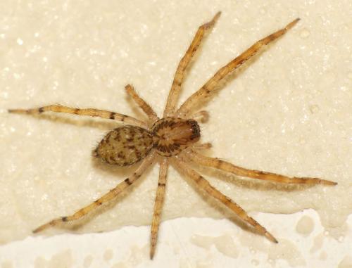Réf. 335 045 : Zoropsis spinimana
